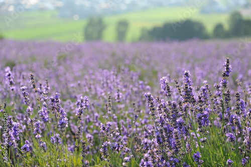 Kamifurano Sunrise Lavender Garden Japan