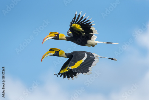 Beautiful Hornbill Bird, Bird hornbill flying on blue sky