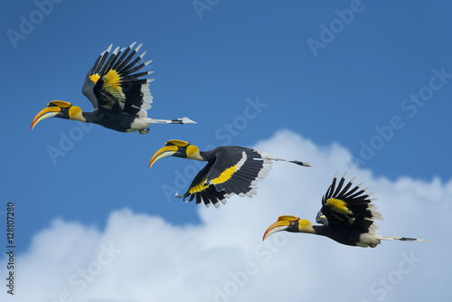 Beautiful Hornbill Bird, Bird hornbill flying on blue sky © chamnan phanthong