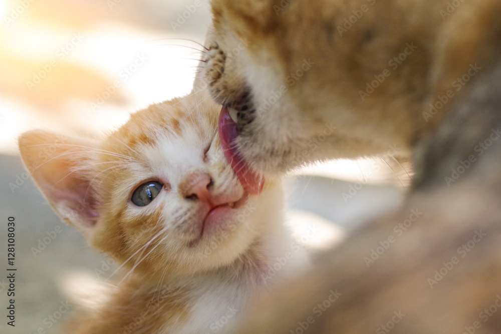 Fototapeta premium Kociak został umyty przez lizanie kota przez matkę, koncepcja miłości matki