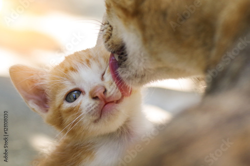 Kitten was washed by mother cat licking, concept for mother love