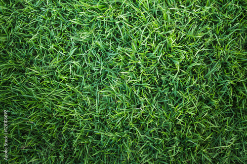 Green grass texture or Green grass background. Top view of natural green grass for golf course and soccer field. Abstract natural green grass pattern for design with copy space for text or image.