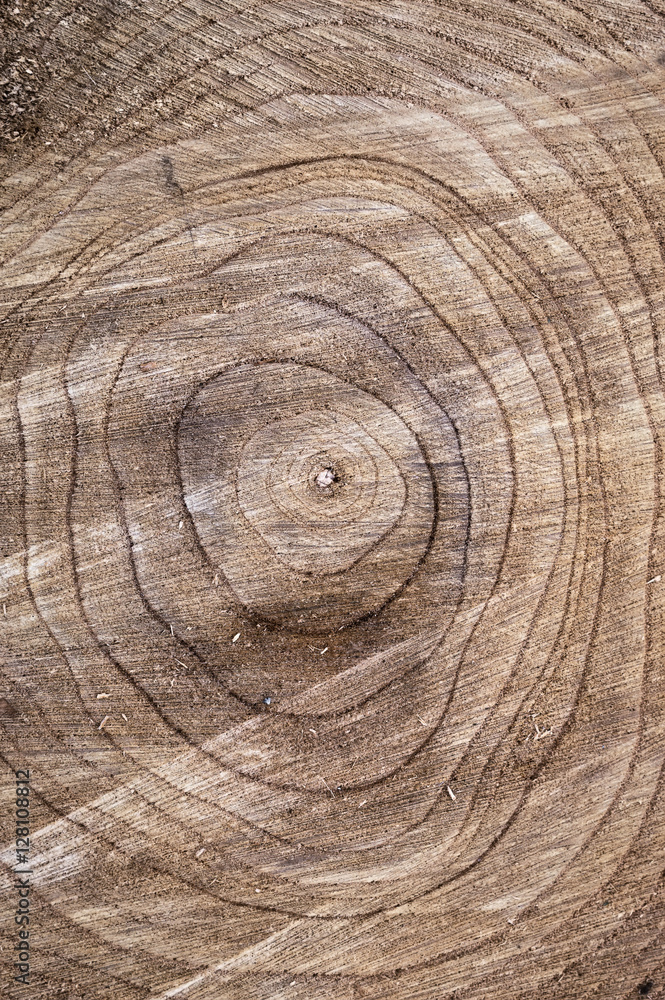 Fototapeta premium Wooden stump circles texture tree