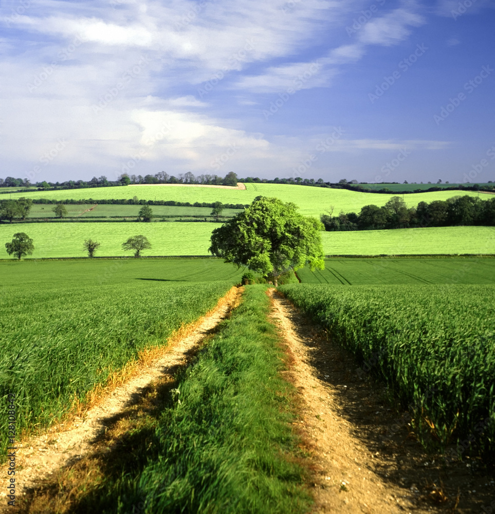 Fototapeta premium agricultural landscape england uk