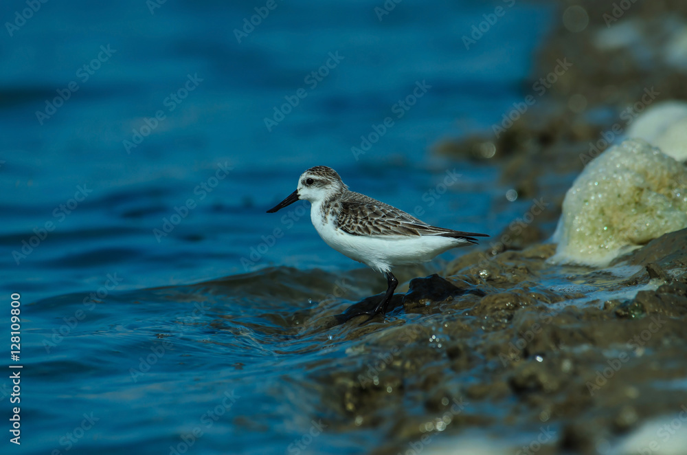 Spoon-billed sandpiper in nature Thailand Spoon-billed sandpiper in nature Thailand