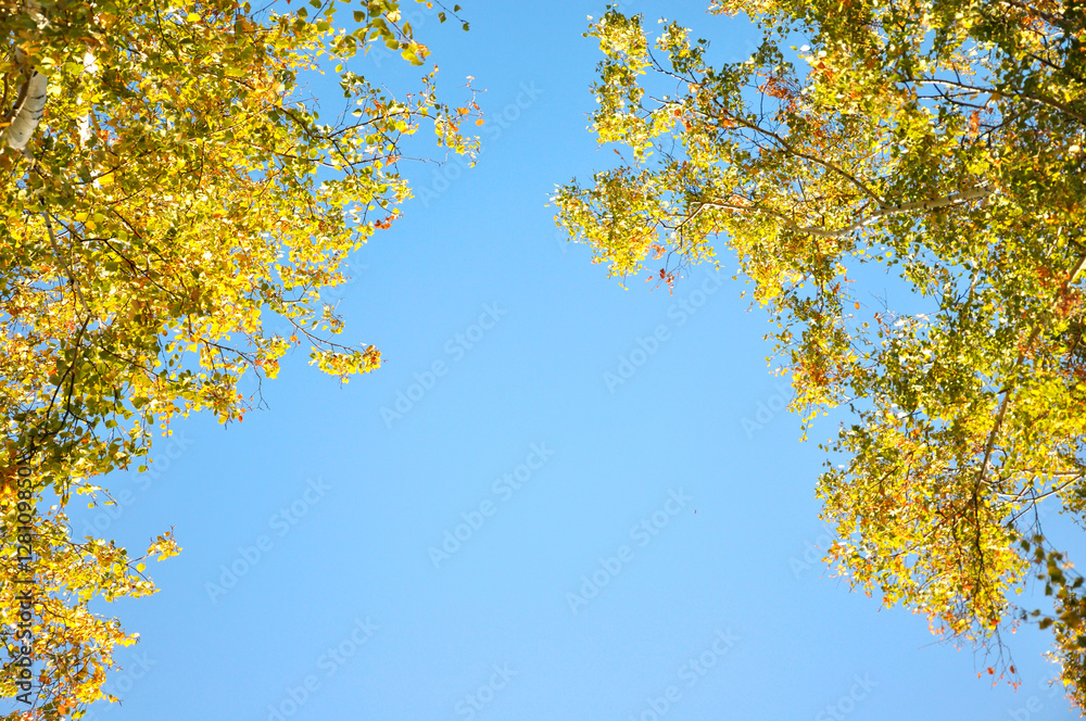 Autumn trees. Branches with green and yellow leaves illuminated by the sun. Against the background of the blue sky. Autumn trees. Branches with green and yellow leaves illuminated by the sun. Against the background of the blue sky.