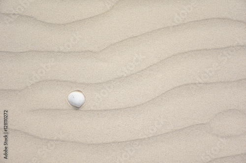 sand on the beach with small shell for background