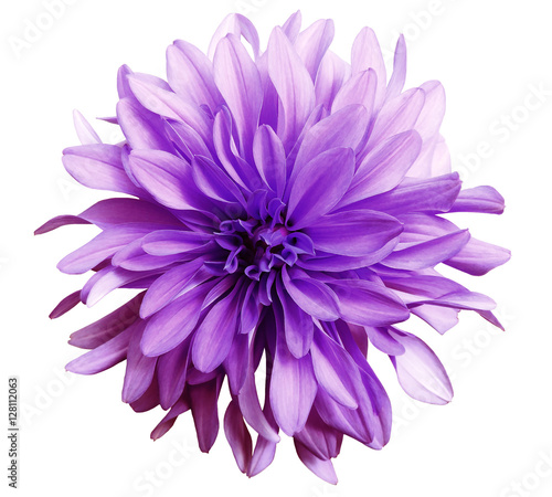 Purple  flower on a white   background isolated  with clipping path. Closeup. big shaggy  flower. Dahlia..