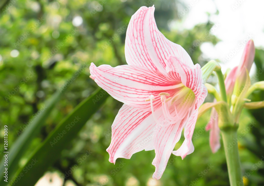 Fototapeta premium Flower Hippeastrum.