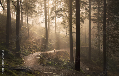 Footpath in forest with sunbeams photo
