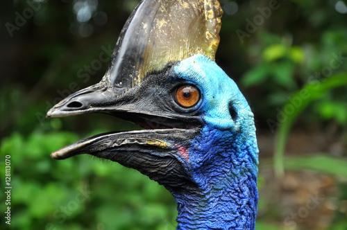 Cassowary Bird photo