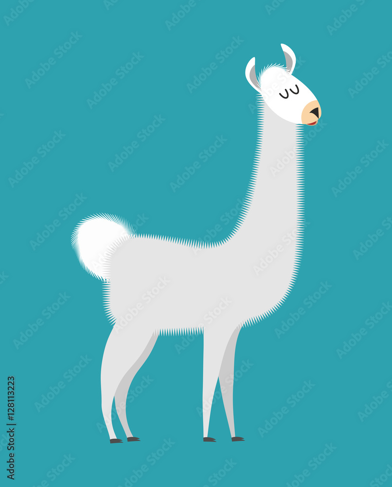 Lama isolated. Cute alpaca animal. South American mammal Lama isolated. Cute alpaca animal. South American mammal