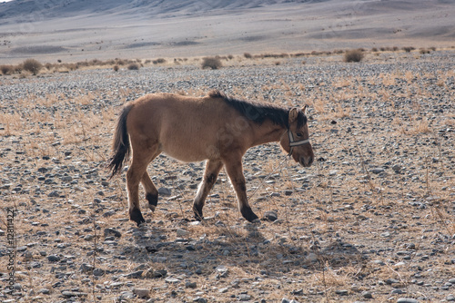Mongolian Horse in the mongolia desert mountain steppe photo