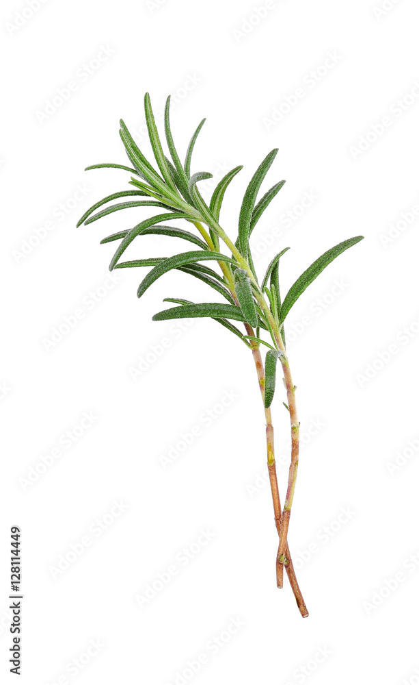 Fototapeta premium rosemary isolated on white background