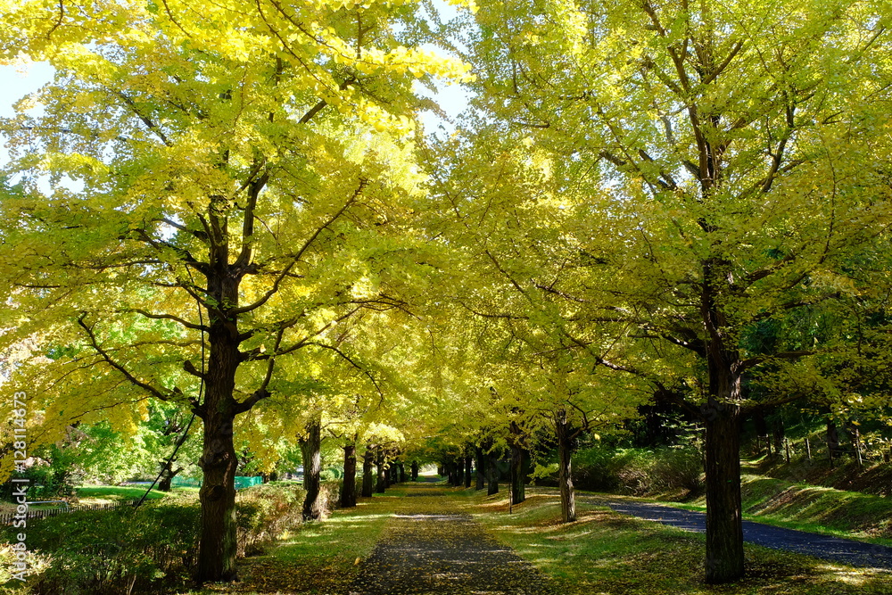 Naklejka premium イチョウ並木のサイクリングコース