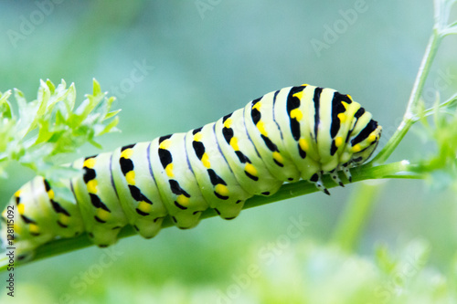 Cute Fat Caterpillar © Rob Jamieson