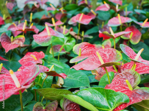 Anthuriam Dakota  close up