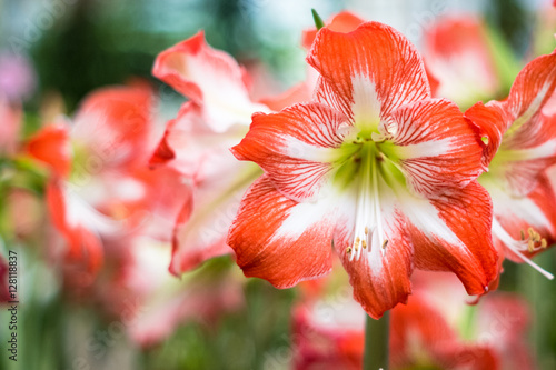Hippeastrum Amaryllis red flowers