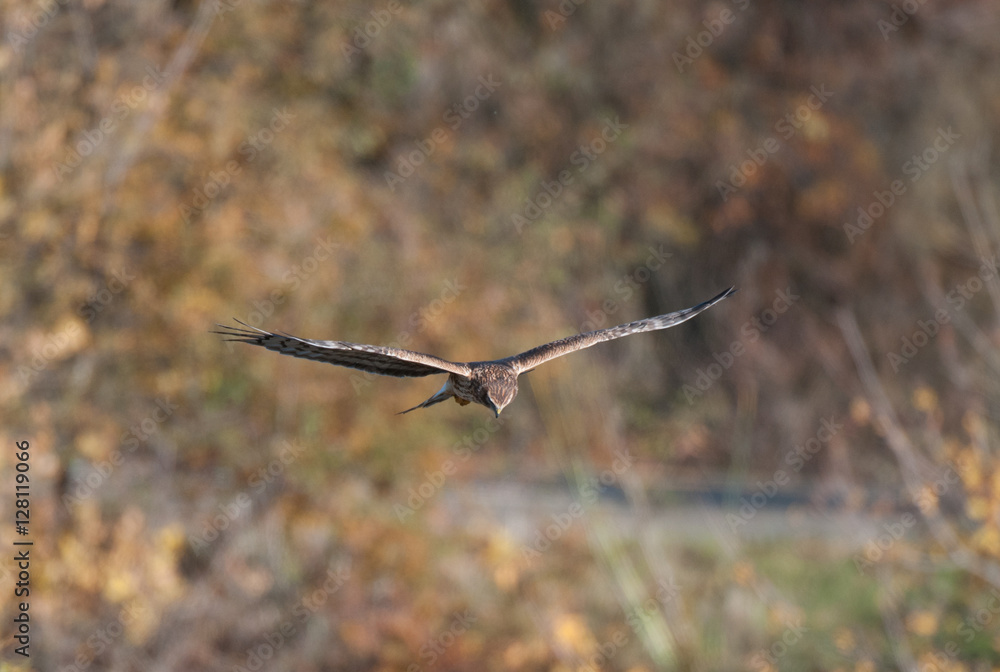 Northern Harrier Hawk in flight over meadow Northern Harrier Hawk in flight over meadow