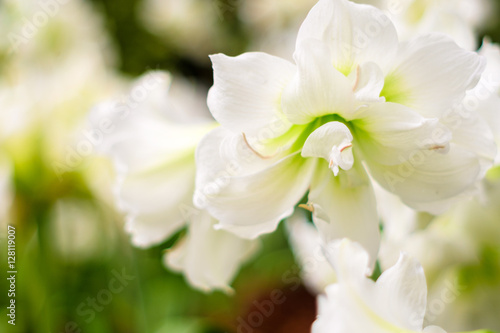White Amaryllis gramophone type flower.