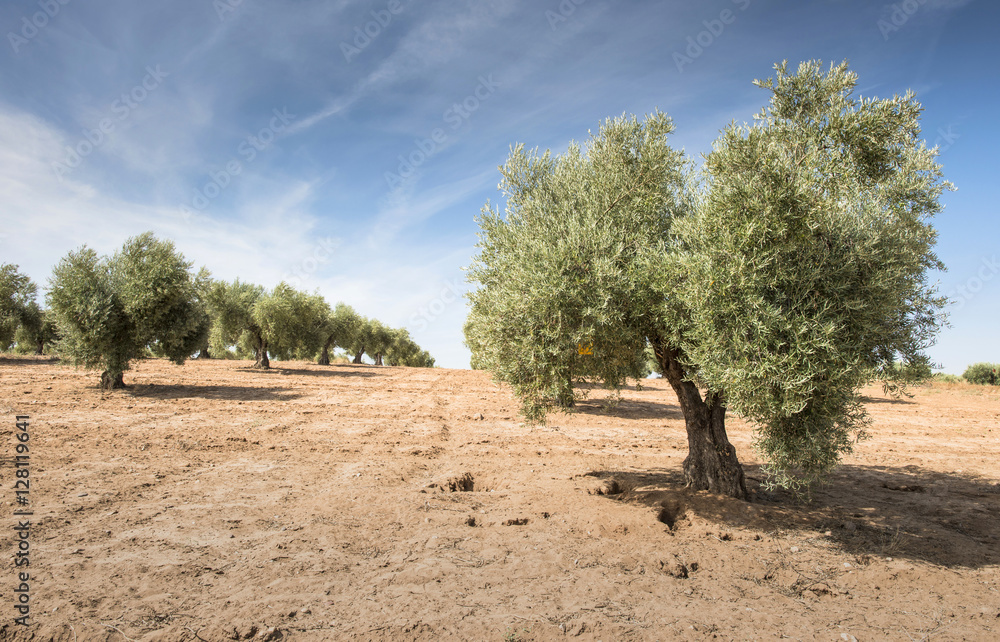Fototapeta premium Olive trees