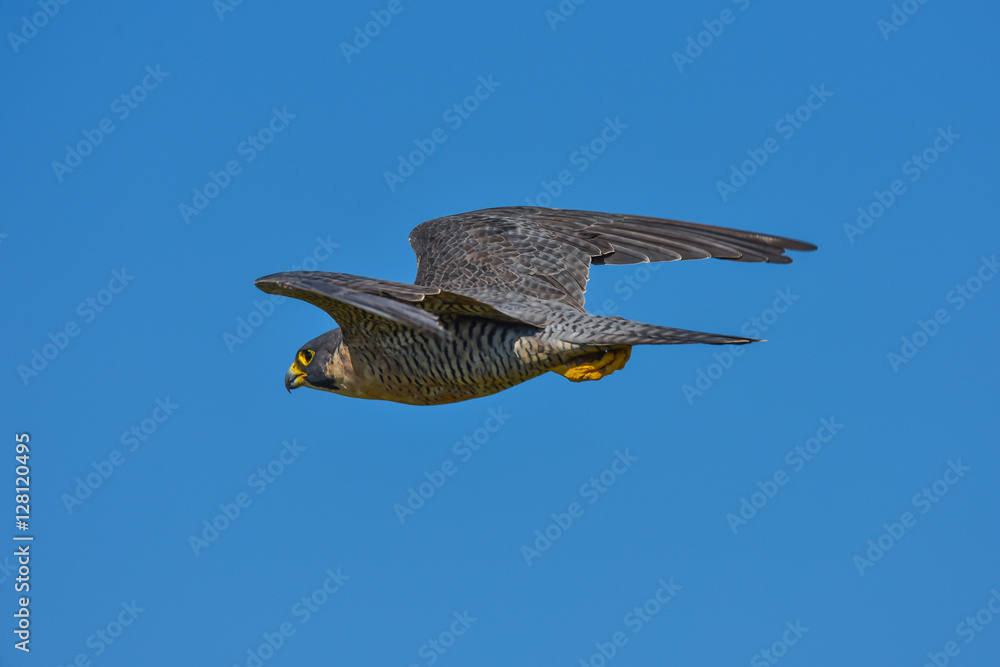 Fototapeta premium Peregrine Falcon in California in flight