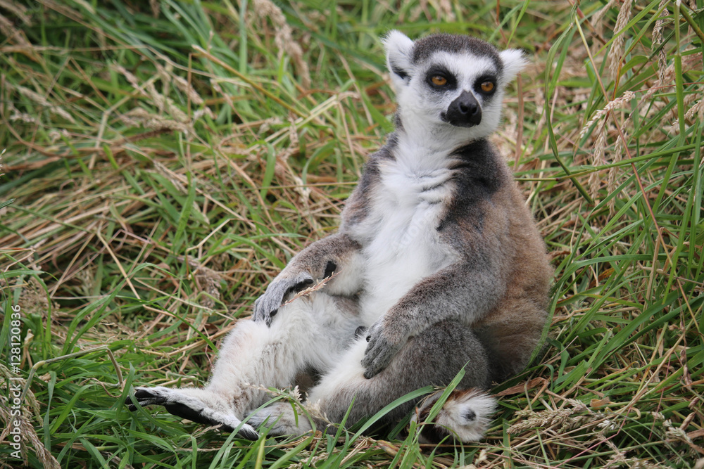 Fototapeta premium lemur