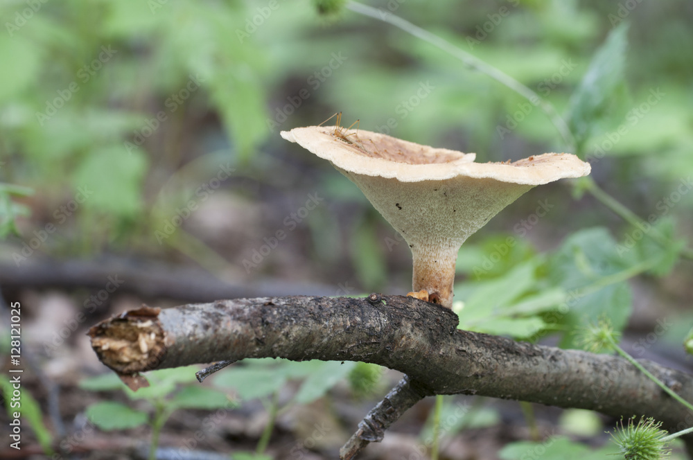 Polyporus tuberaster