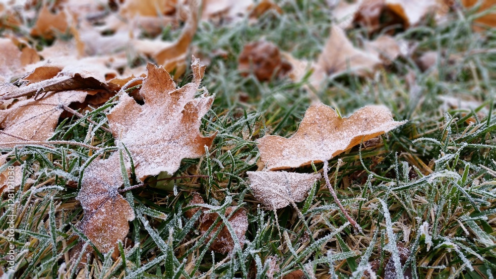 Frozen autumn leaves