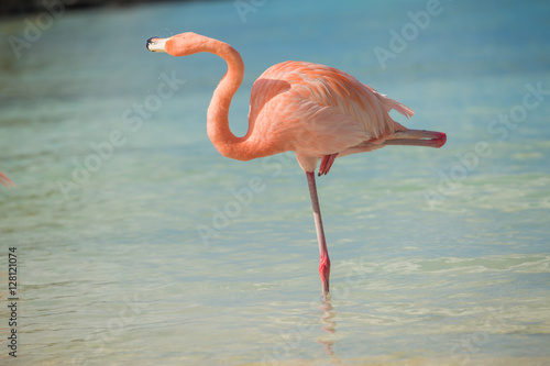 One flamingo on the beach