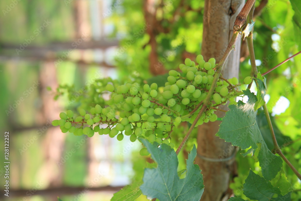 Fototapeta premium Green grapes