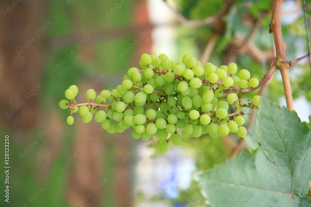 Green grapes