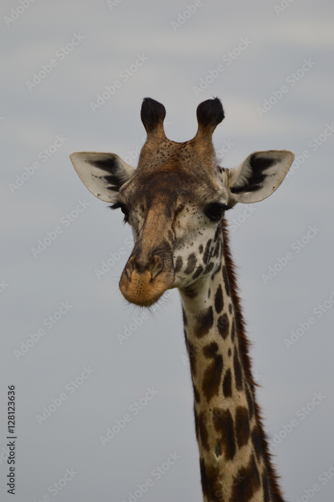 Fototapeta premium Close up of a head and part of the neck of a Rothschild's giraffe facing the camera against a grey sky. Pholographic in natural light in Kenya Africa. 