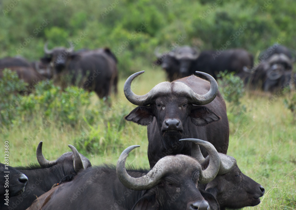 Group of Water Buffaloes in a lush, green meadow, with the Buffalo in the center facing the camera. Photographed in natural light in Kenya Africa. 