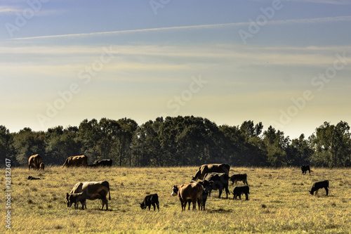 Commercial cattle herd in drought pasture