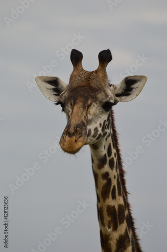Close up of a head and part of the neck of a Rothschild's giraffe facing the camera against a grey sky. Pholographic in natural light in Kenya Africa. 