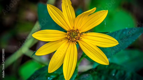 Thin-Leaved Sunflower