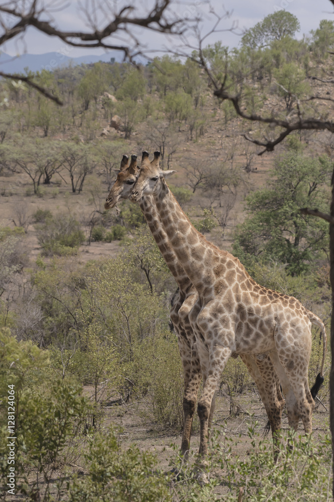 Giraffe ( ungulate mammal ) standing side by side as if identical twins, Kruger National Park, South Africa Giraffe ( ungulate mammal ) standing side by side as if identical twins, Kruger National Park, South Africa