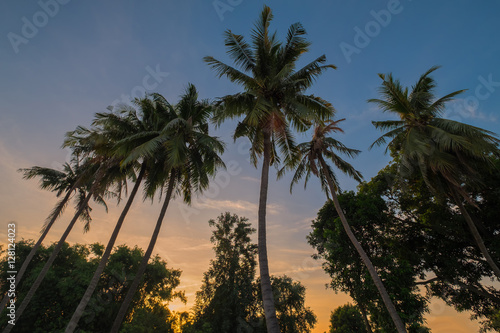  tree coconut