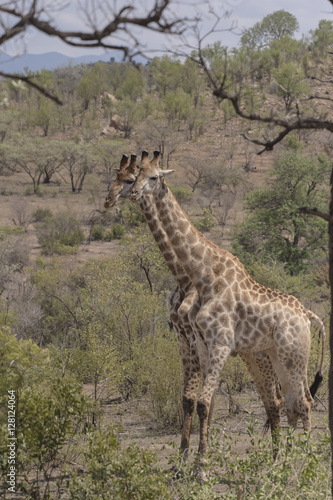 Giraffe   ungulate mammal   standing side by side as if identical twins  Kruger National Park  South Africa