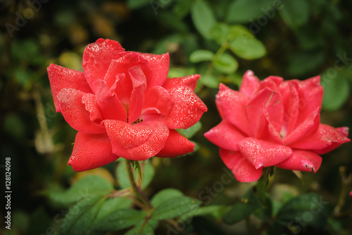 The Red Sisters