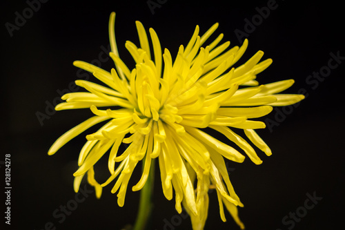 Thin-leaved Yellow Flower