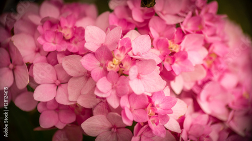 Pink Hydrangea