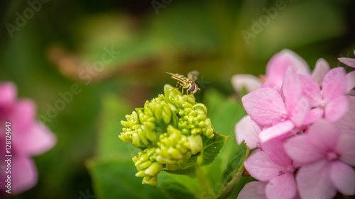 Little Bee