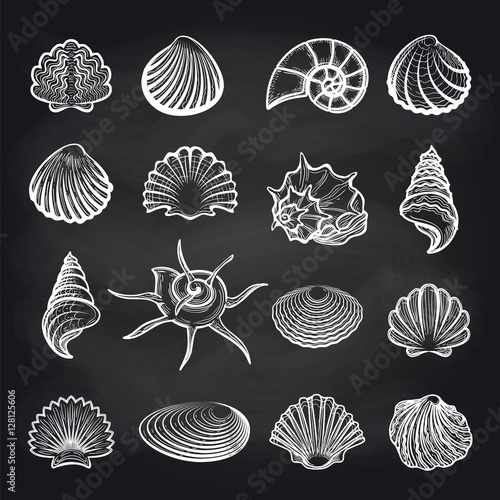 Hand drawn sea shells on chalckboard background vector
