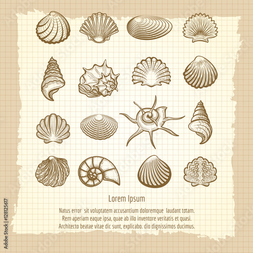 Vintage notebook page with sea shells collection vector