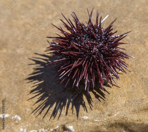 Urchin at the coast line.The calm sea at the background.