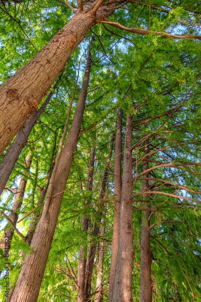 Obraz premium Trees and clear sky in the forest