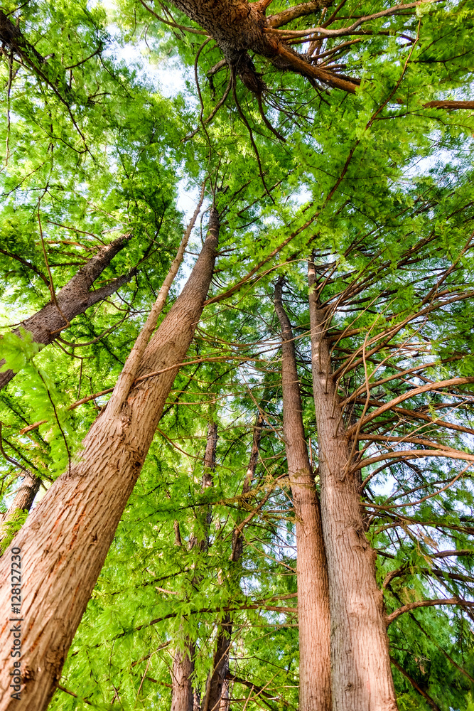 Trees and clear sky in the forest Trees and clear sky in the forest