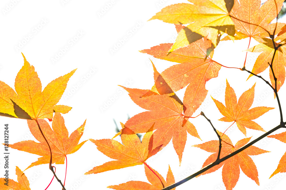 Naklejka premium 紅葉山の風景